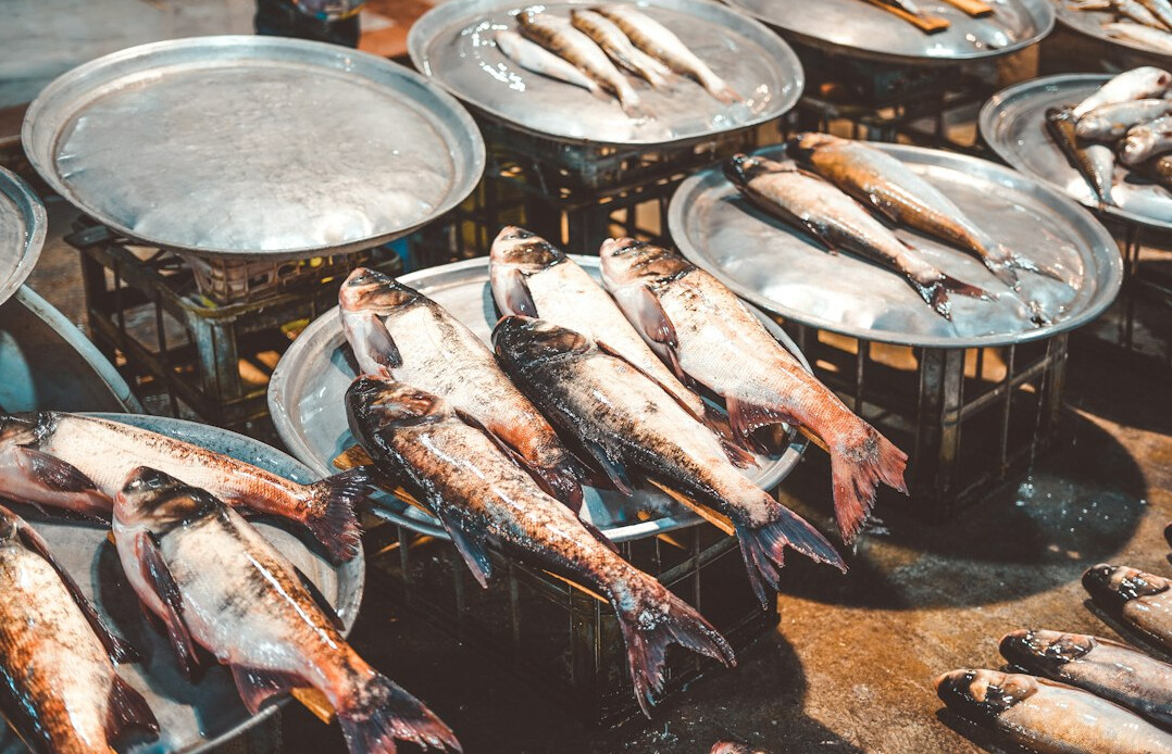 fresh fish on plate