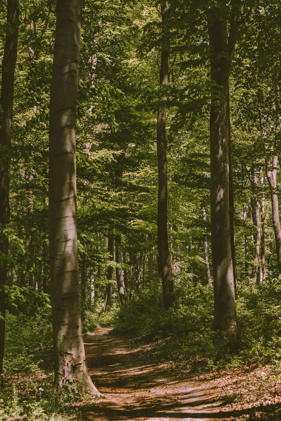 Sunlit forest path with tall trees